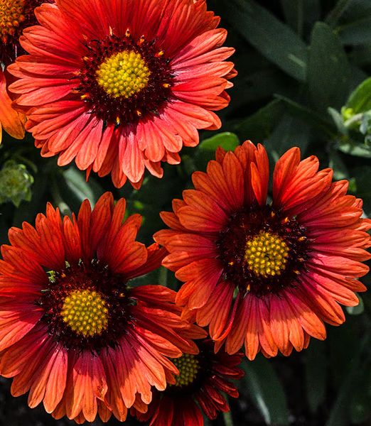 Gaillardia aristata 'Arizona Red Shades'